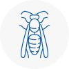 Abbots Langley Wasp Nest Removal